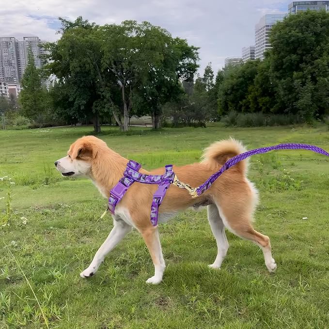 Unleash the Fun: Walk Your Cat Like a Boss!