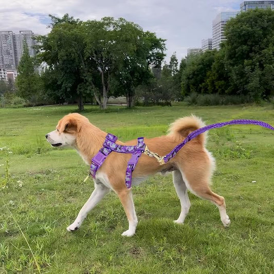 Unleash the Fun: Walk Your Cat Like a Boss!